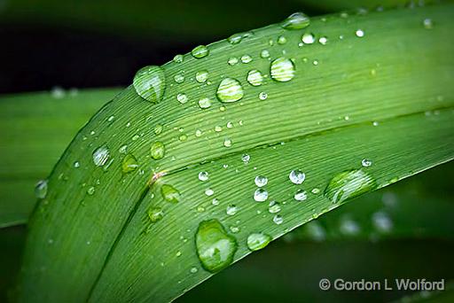 After A Rain_P1110900.jpg - Photographed at Smiths Falls, Ontario, Canada.